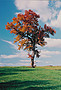 The Tree Project Screensaver