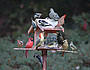The Birdfeeder Project Screensaver
